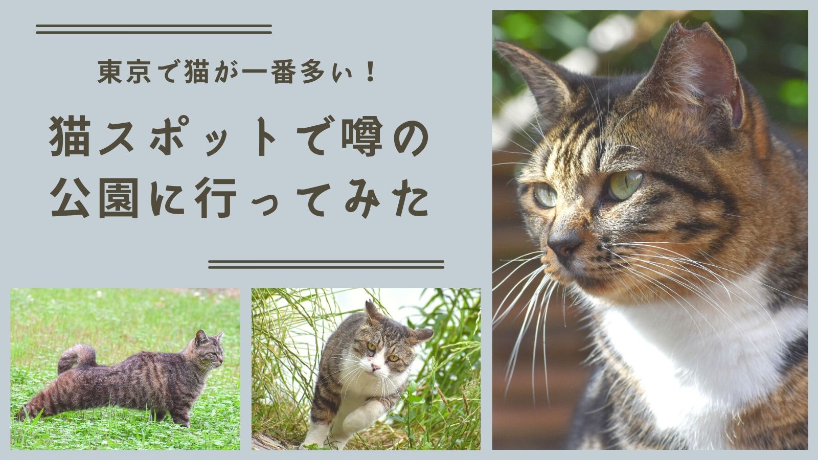 猫スポットで噂の 大井ふ頭中央海浜公園 に行ってみた