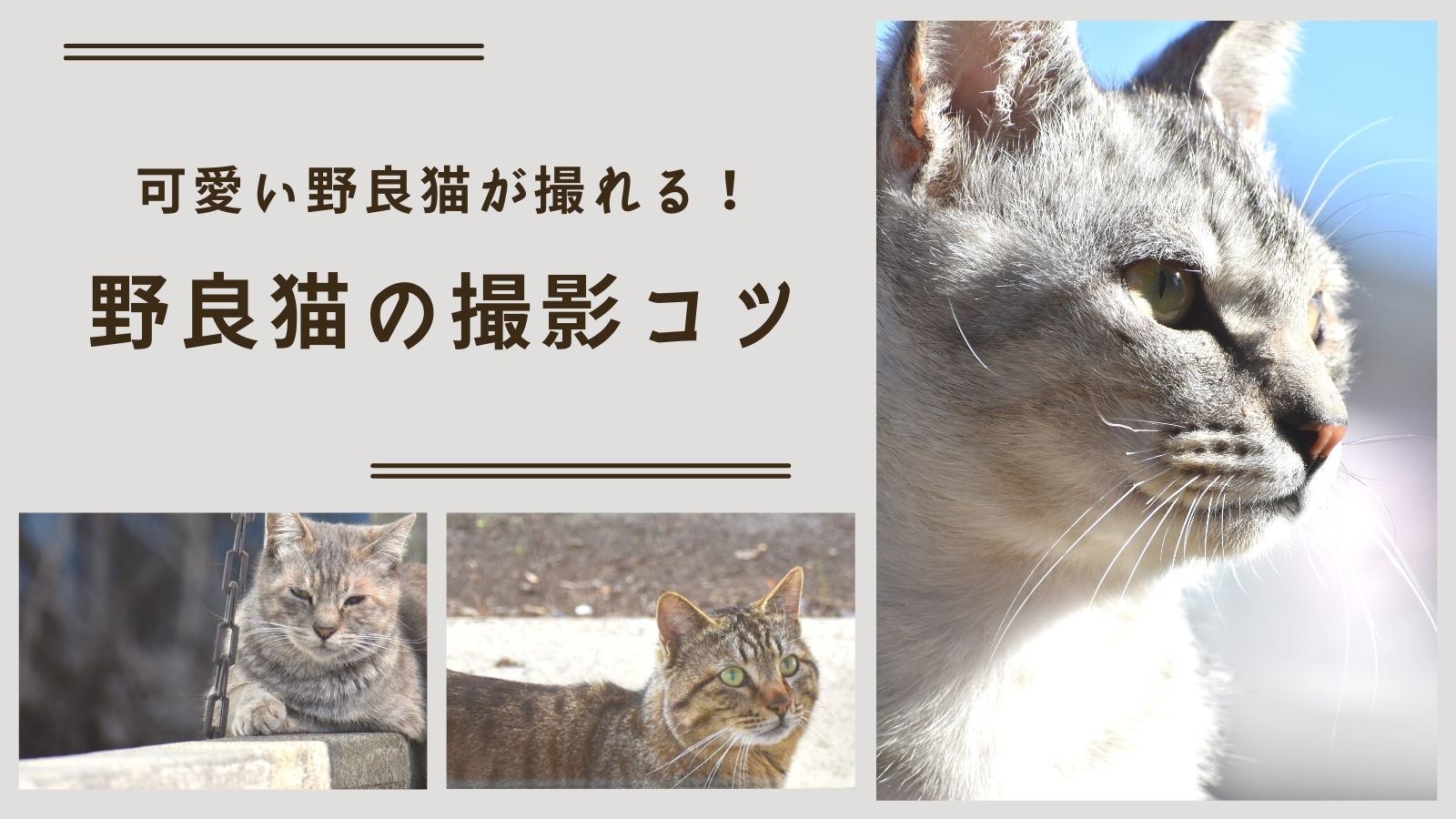 撮影のコツ 野良猫の写真の撮り方 道端で見かけたら試してみよう