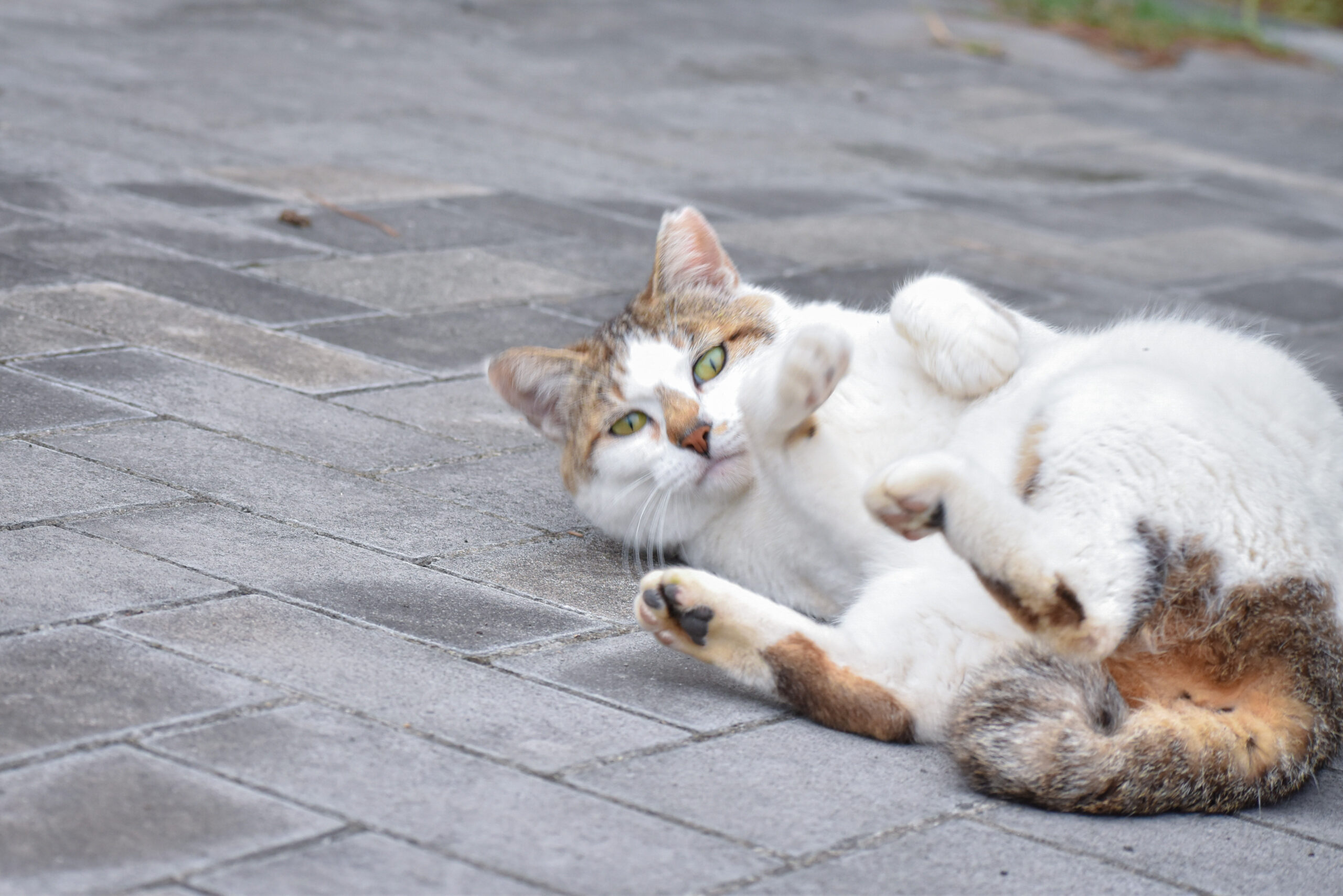 エサを使わないで 野良猫と仲良くなる方法 ４選 すずめ茶ブログ