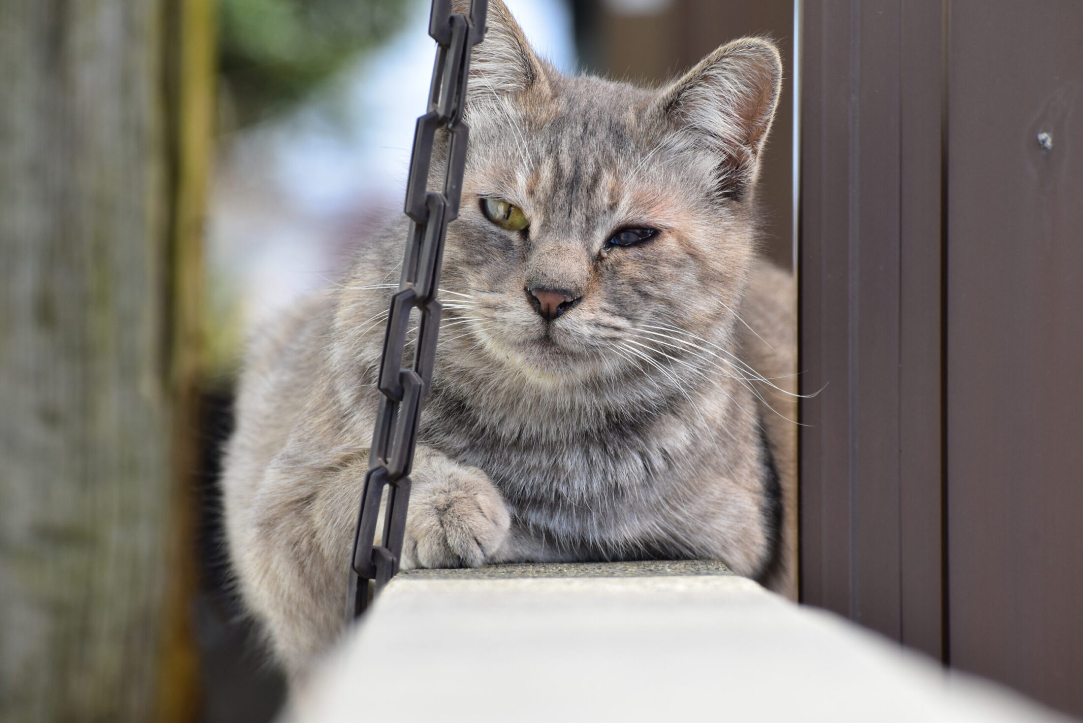 野良猫の写真の撮り方 コツ すずめ茶ブログ