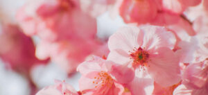 かわいい桜の写真