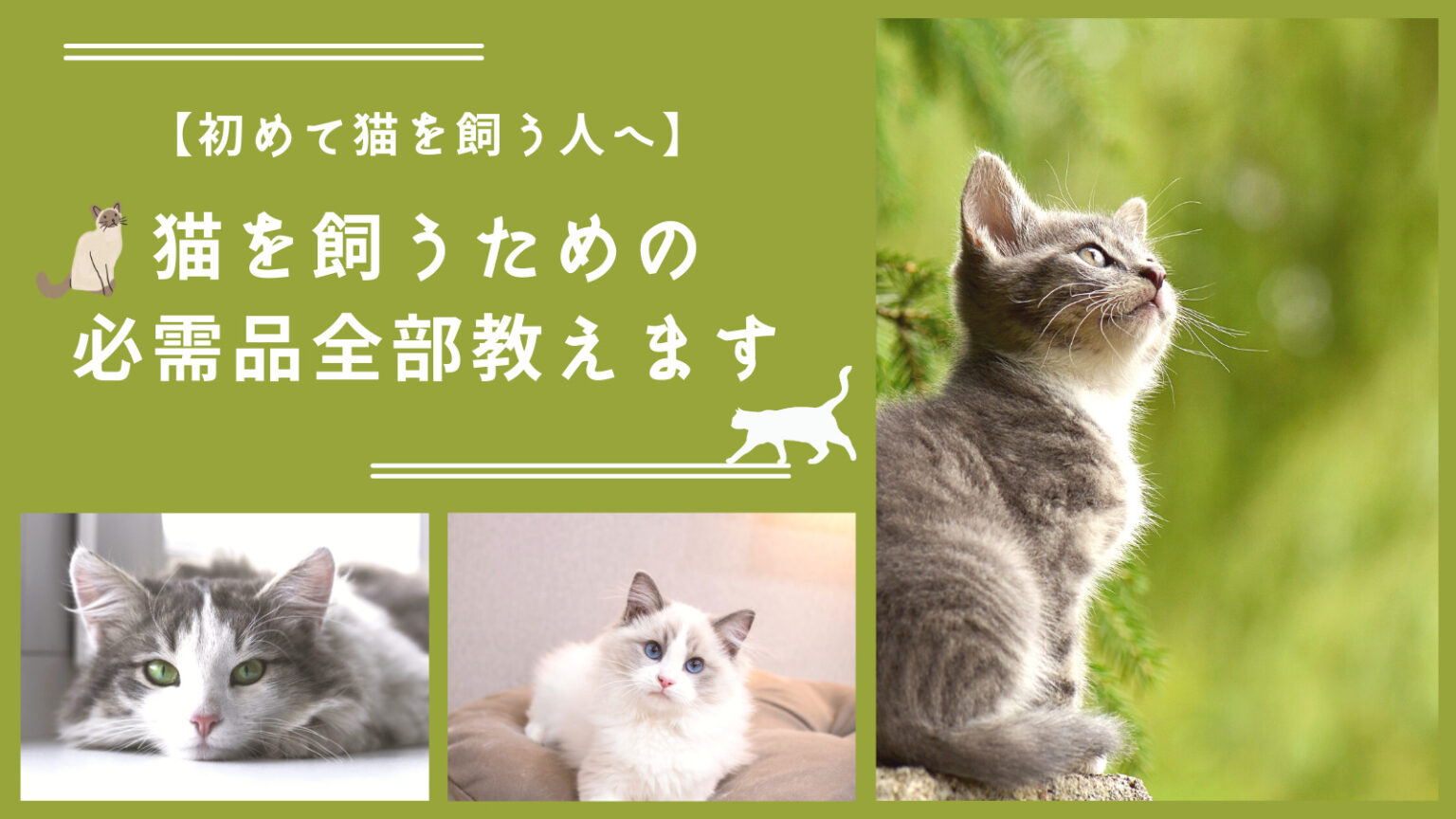 【初めて猫を飼う】~必需品をすべて教えます~猫が喜ぶおすすめ猫グッズ