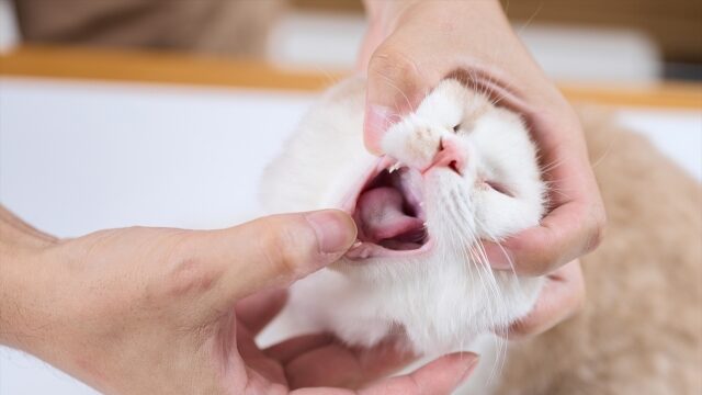 口を開ける猫　歯磨き