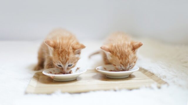 ご飯を食べる子猫
